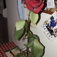 Annie és Rich - 2. fotó 