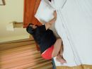 Mira (46) - Kállósemjén - photo 1061802