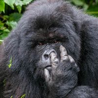 szorosgorilla
