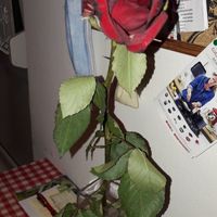 Annie és Rich (39) - Pécs - kép 846420